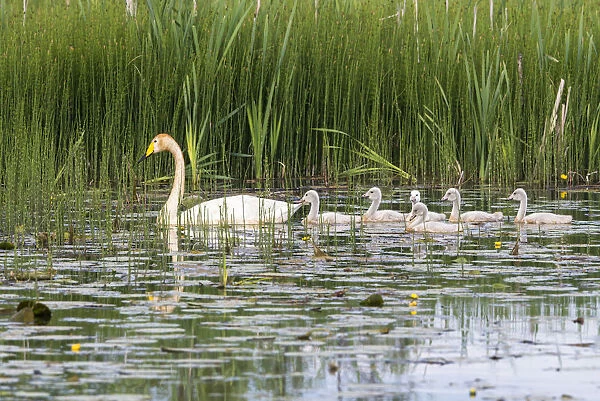 Whooper swans (Cygnus cygnus) with cygnets in pond, Tartu region, Estonia