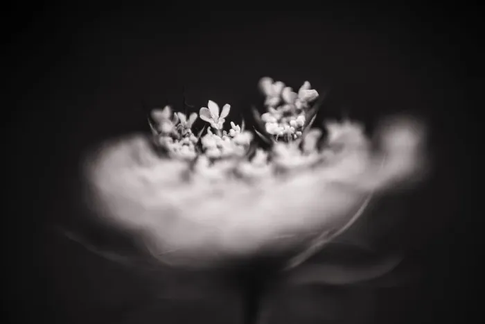 Framed Print : Wild Carrot flowers carried by blurred flower in the foreground Framed Print : Wild Carrot flowers carried by blurred flower in the foreground
