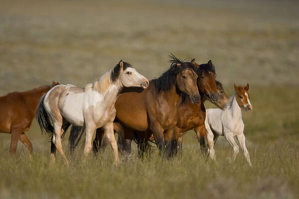 Wild Horse (Equus caballus) herd running, Wyoming