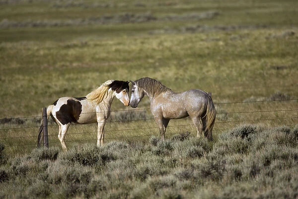 Wild Horse (Equus caballus) pair nuzzling over fence, Wyoming
