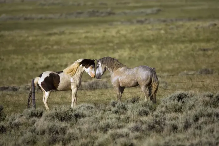 Framed Print : Wild Horse (Equus caballus) pair nuzzling over fence, Wyoming Framed Print : Wild Horse (Equus caballus) pair nuzzling over fence, Wyoming