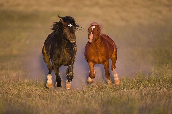 Wild Horse (Equus caballus) pair running, Wyoming
