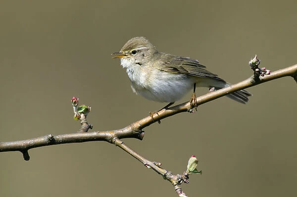 Willow Warbler (Phylloscopus trochilus) singing, Noord-Holland, The Netherlands