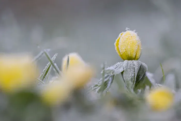 Framed Print : Winter Aconite (Eranthis hyemalis) flowering in frost, The Netherlands, Noord-Holland