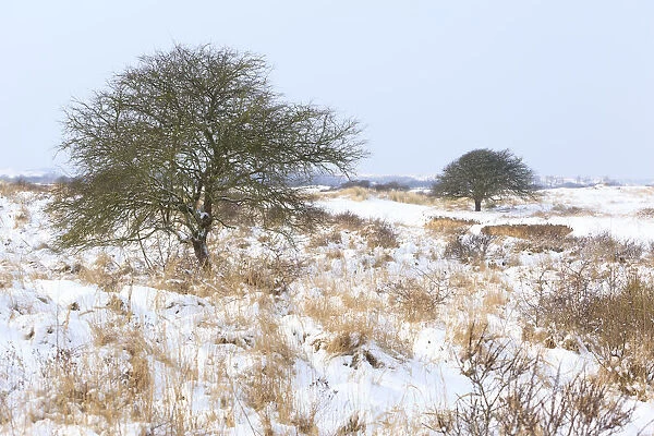 Winter dune landscape with Singleseed Hawthorn (Heacrataegus monogyna) with snow