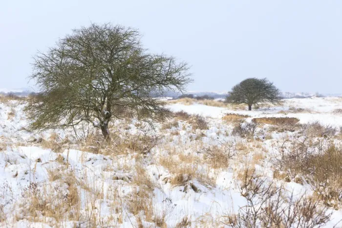 Framed Print : Winter dune landscape with Singleseed Hawthorn (Heacrataegus monogyna) with snow Framed Print : Winter dune landscape with Singleseed Hawthorn (Heacrataegus monogyna) with snow