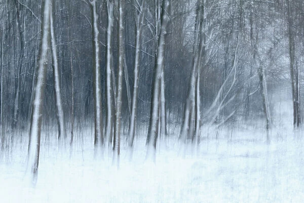 Winter landscape impression with snow-covered trees