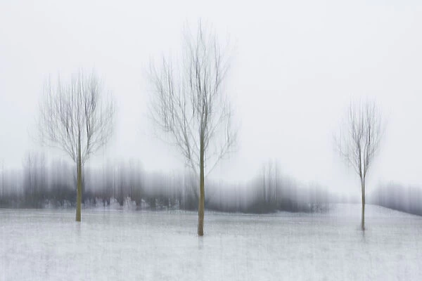 Winter landscape impression with trees