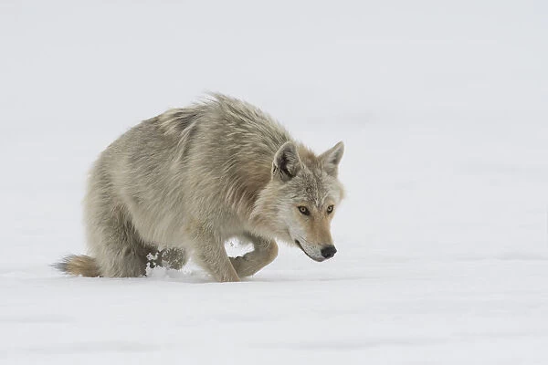 Wolf (Canis lupus) walking through deep snow looking for prey, Finland