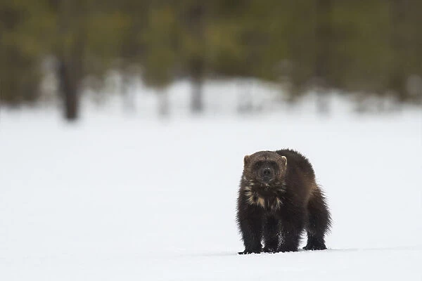 Wolverine standing n the snow look to the camera, Finland