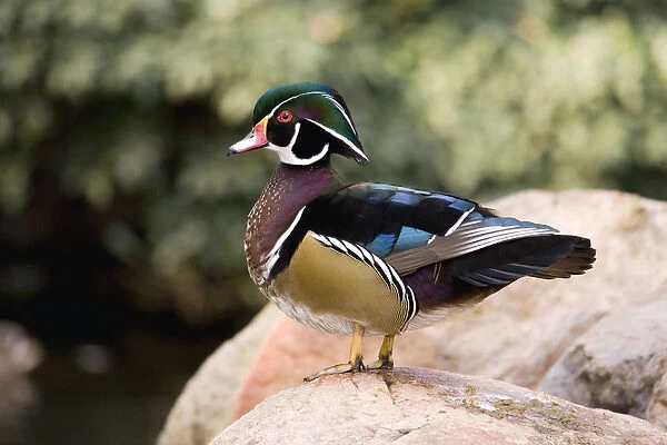 Wood Duck (Aix sponsa) male in breeding plumage, California
