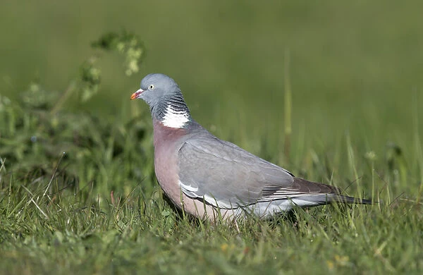 Wood Pigeon (Columba palumbus) foraging on vegetation, polder Arkemheen, The Netherlands