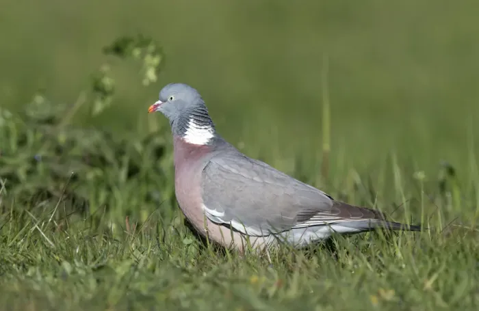 Framed Print : Wood Pigeon (Columba palumbus) foraging on vegetation, polder Arkemheen, The Netherlands Framed Print : Wood Pigeon (Columba palumbus) foraging on vegetation, polder Arkemheen, The Netherlands