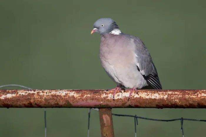 Framed Print : Wood Pigeon (Columba palumbus) perched on a fence, polder Arkemheen, The Netherlands Framed Print : Wood Pigeon (Columba palumbus) perched on a fence, polder Arkemheen, The Netherlands