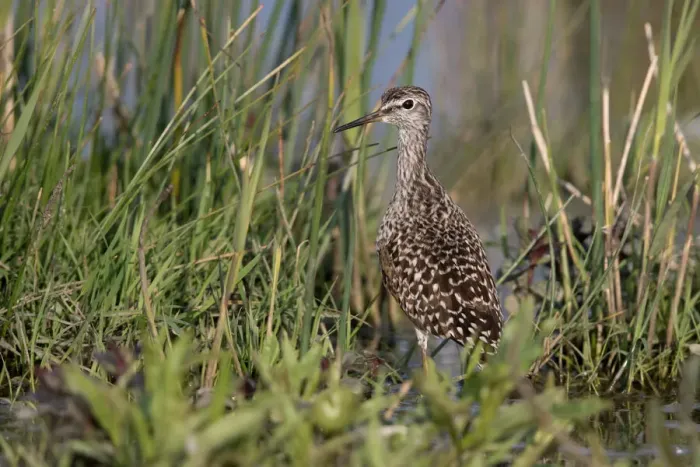 Framed Print : Wood Sandpiper (Tringa glareola) standing amidst vegetation, Lauwersmeer, Ezumakeeg, The Netherlands Framed Print : Wood Sandpiper (Tringa glareola) standing amidst vegetation, Lauwersmeer, Ezumakeeg, The Netherlands