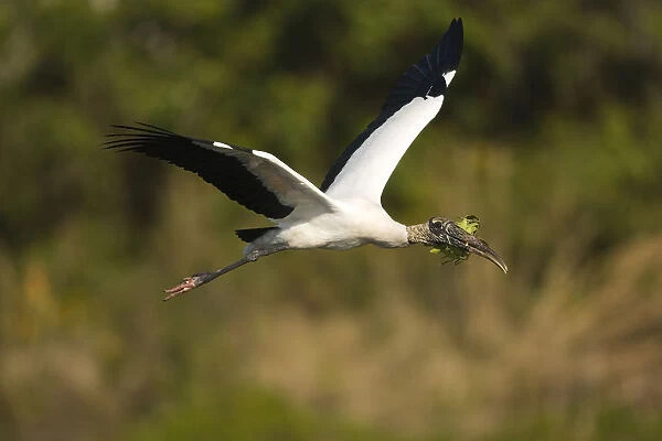 Wood Stork (Mycteria americana) carrying nesting material, Florida