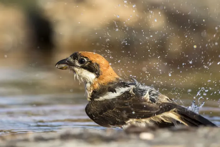Framed Print : Woodchat Shrike (Lanius senator) male bathing, Castile-Leon, Spain