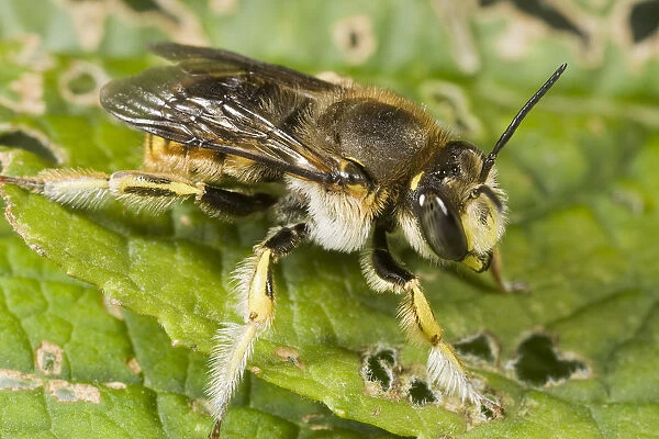 Wool Carder Bee (Anthidium manicatum) male, Den Helder, Noord-Holland, The Netherlands