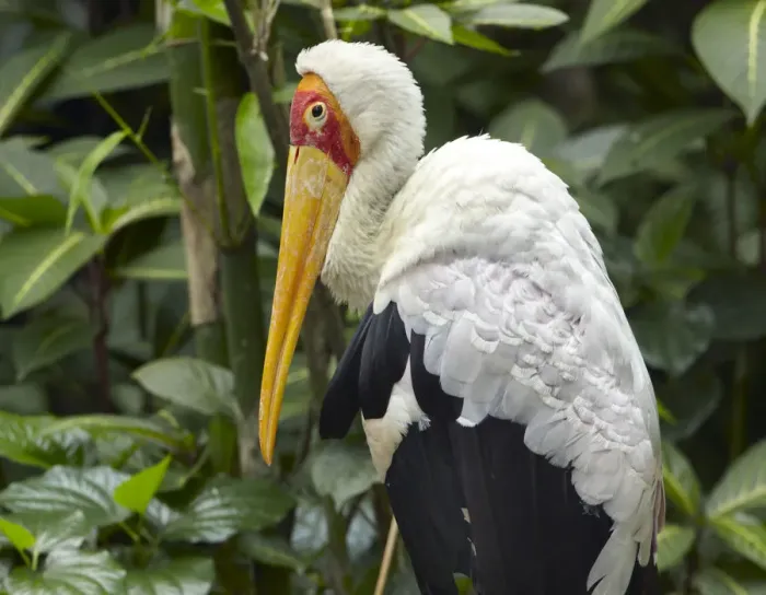 Framed Print : Yellow-billed Stork (Mycteria ibis), Jurong Bird Park, Singapore Framed Print : Yellow-billed Stork (Mycteria ibis), Jurong Bird Park, Singapore