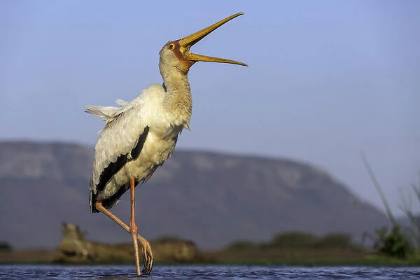 Yellow-billed stork (Mycteria ibis) calling, Mkuze, Kwazula-Natal, South-Africa