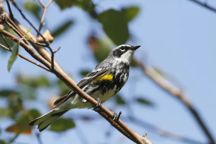 Framed Print : Yellow-rumped Warbler (Setophaga coronata), Canada Framed Print : Yellow-rumped Warbler (Setophaga coronata), Canada