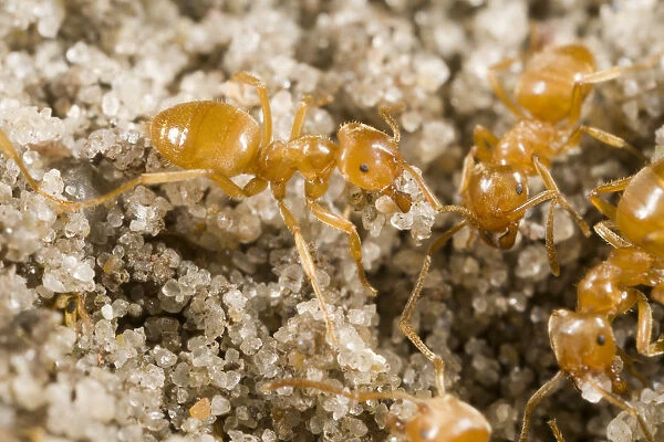 Yellow Turf Ant (Lasius flavus) workers, Den Helder, Noord-Holland, The Netherlands