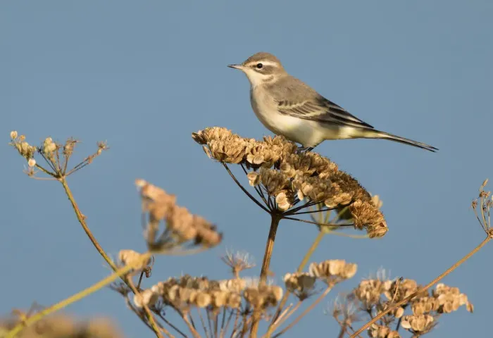 Framed Print : Yellow Wagtail (Motacilla flava) perched on Common Hogweed (Heracleum sphondylium), Oostvaardersdijk, The Netherlands Framed Print : Yellow Wagtail (Motacilla flava) perched on Common Hogweed (Heracleum sphondylium), Oostvaardersdijk, The Netherlands