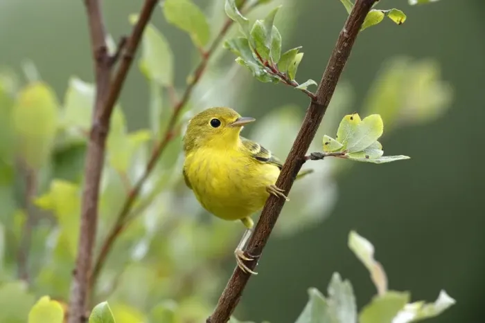 Framed Print : Yellow Warbler (Setophaga petechia) female, Canada Framed Print : Yellow Warbler (Setophaga petechia) female, Canada