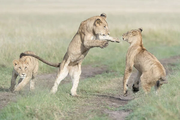 Three young African Lions (Panthera leo) playing together, Maasai Mara National Reserve