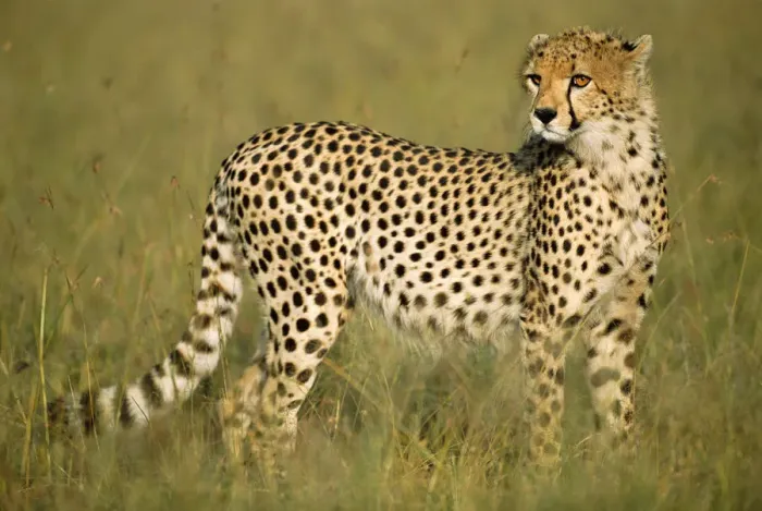 Framed Print : Young cheetah (Acinonyx jubatus) on savanna, Kenya, Masai Mara National Reserve Framed Print : Young cheetah (Acinonyx jubatus) on savanna, Kenya, Masai Mara National Reserve