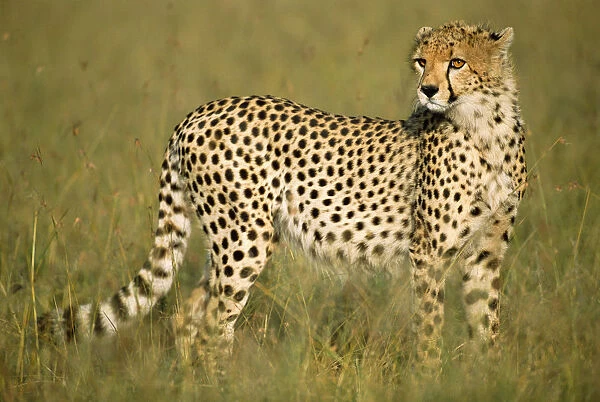 Young cheetah (Acinonyx jubatus) on savanna, Kenya, Masai Mara National Reserve