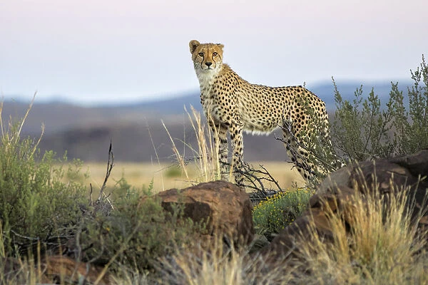 Young Cheetah (Acinonyx jubatus) standing on rocks, Tiger Canyons Game Reserve