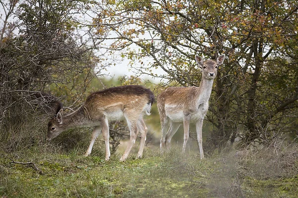 Two young fallow deer (Dama dama) fouraging in dune landscape, The Netherlands