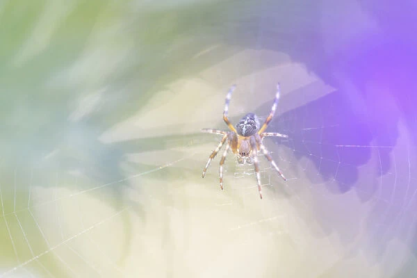 Young female European Garden Spider (Araneus diadematus) in web, Noord-Holland
