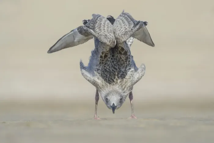Framed Print : Young Herring Gull (Larus argentatus) behaves like a yoga instructor, The Netherlands Framed Print : Young Herring Gull (Larus argentatus) behaves like a yoga instructor, The Netherlands