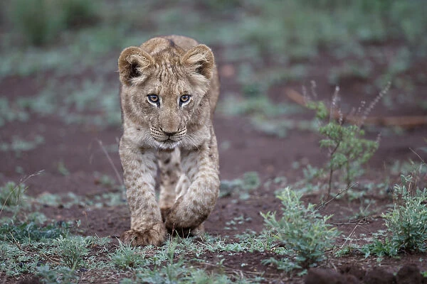 Young lion (Panthera leo) cub walking around in Zimanga Private Game Reserve in Kwa Zulu