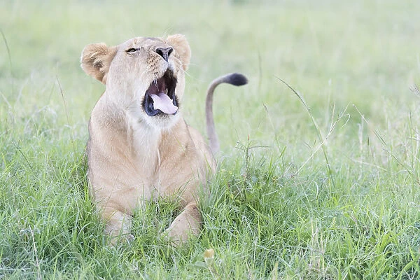 Young lion (Panthera leo) lying down on savanna, yawning, Masai Mara National Reserve