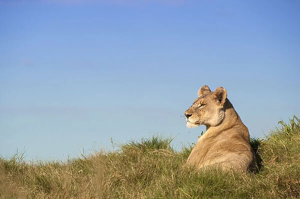 A young Lioness (Panthera leo) in her prime lies alert to her surroundings, Botswana