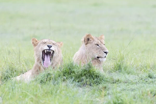 Two young Lions (Panthera leo) lying down, Masai Mara National Reserve, Kenya