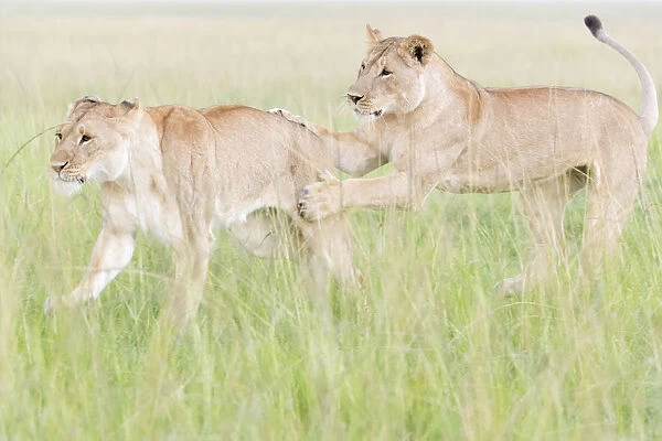 Young Lions (Panthera leo) playing, Masai Mara National Reserve, Kenya