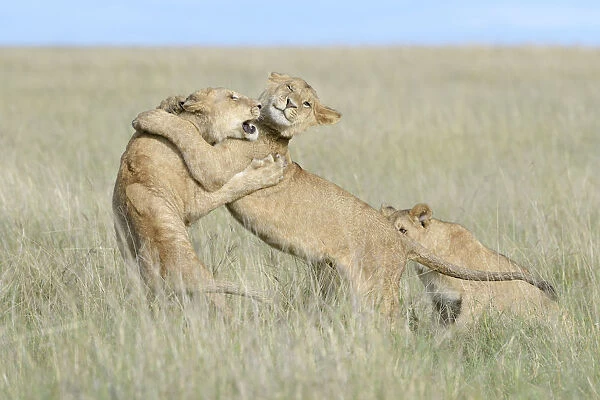 Young lions (Panthera leo) playing together, Masai Mara, Kenya