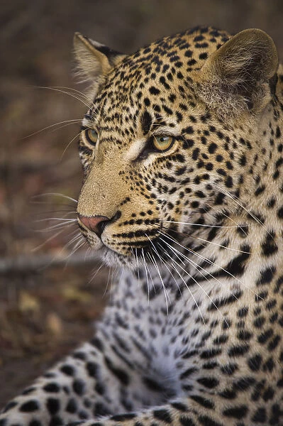 Young male Leopard (panthera pardus) close up gaze, South Africa, Mpumulanga