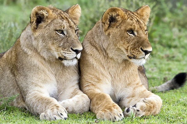 Two young male Lions (Panthera leo) laying in grass, Tanzania, Serengeti