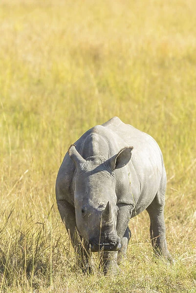 Young of a White Rhinoceros (Ceratotherium simum) standing in grassland, South Africa