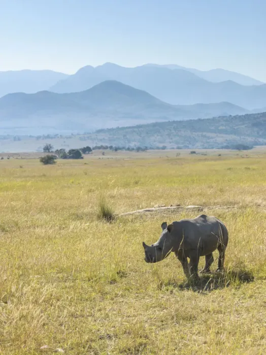 Framed Print : Young of a White Rhinoceros (Ceratotherium simum) standing in grassland in mountainous Framed Print : Young of a White Rhinoceros (Ceratotherium simum) standing in grassland in mountainous
