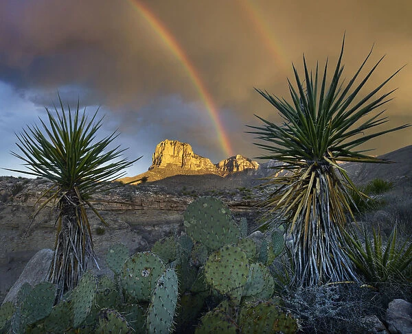 Yucca (Yucca sp) plants with rainbow over mountain, El Capitan, Guadalupe Mountains National Park