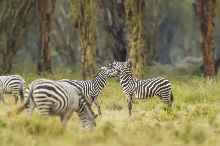 Framed Print : Zebra (Equus quagga), boehmi sub-species, fighing, Kenya, Lake Nakuru National Park Framed Print : Zebra (Equus quagga), boehmi sub-species, fighing, Kenya, Lake Nakuru National Park