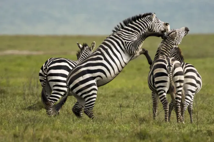 Framed Print : Zebra (Equus quagga) fighting, Ngorongoro Conservation Area, Tanzania Framed Print : Zebra (Equus quagga) fighting, Ngorongoro Conservation Area, Tanzania