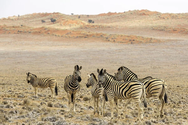 Zebra (Equus quagga) standing in the field, Namibia