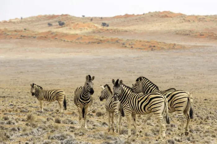 Framed Print : Zebra (Equus quagga) standing in the field, Namibia Framed Print : Zebra (Equus quagga) standing in the field, Namibia